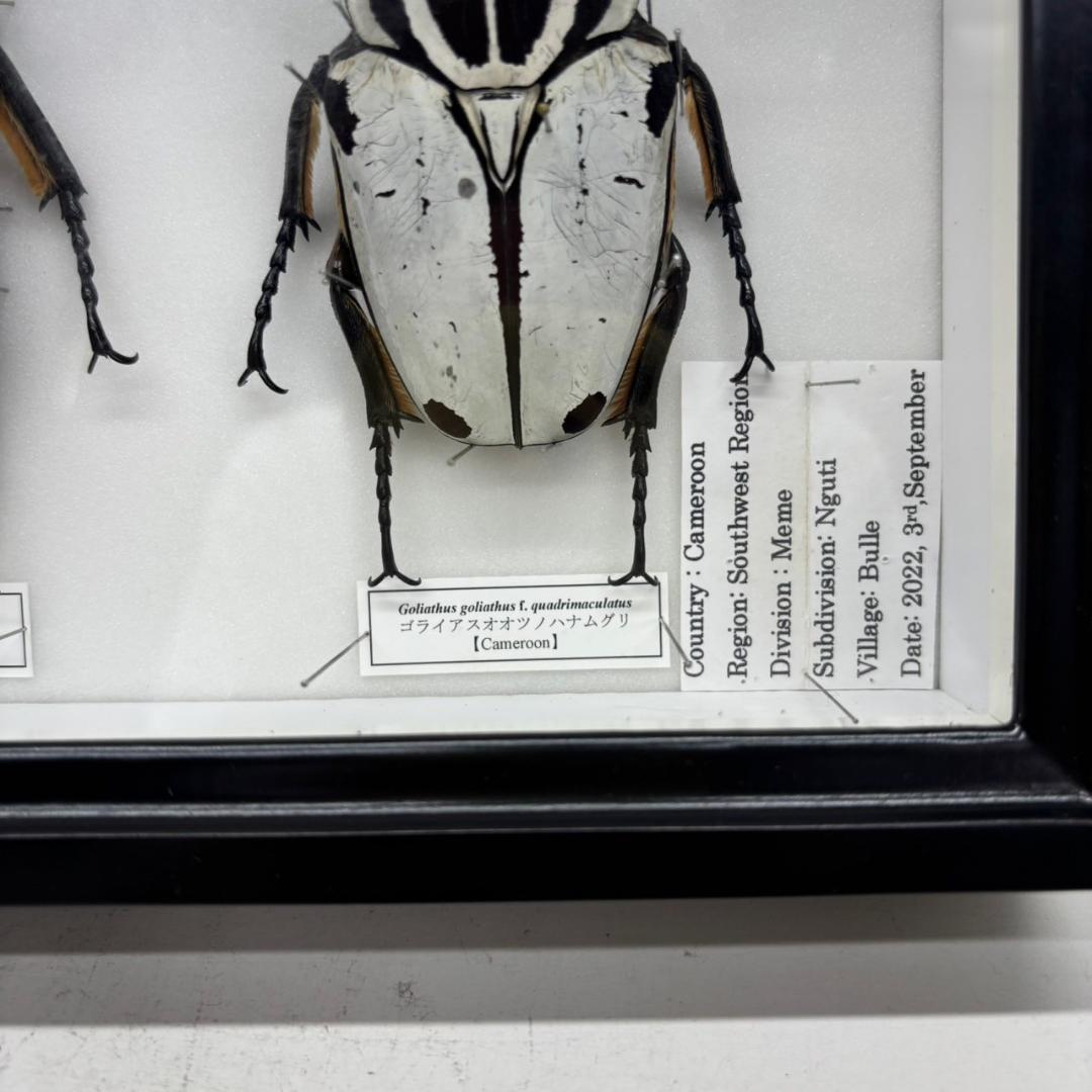 M◆ゴライアスオオツノハナムグリ　2頭　昆虫標本