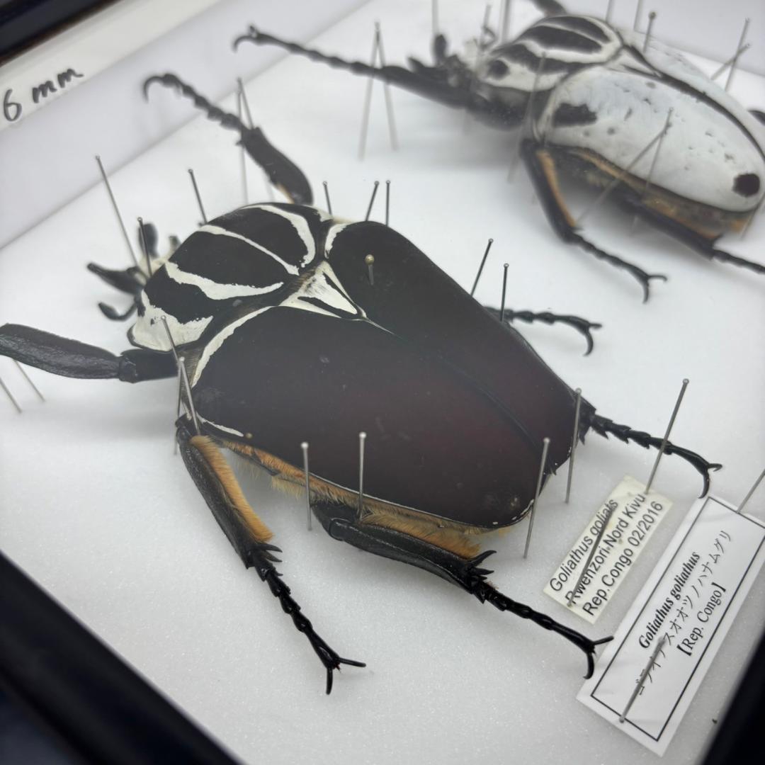 M◆ゴライアスオオツノハナムグリ　2頭　昆虫標本