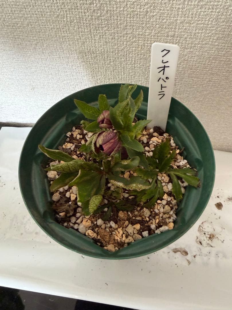 クリスマスマスローズ、クレオパトラ、ダークレッド、ラベル付き