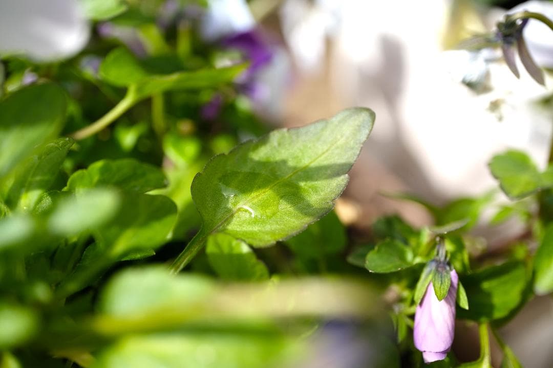 FUJIFILM X-T20 充電器付