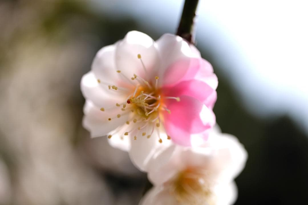 FUJIFILM X-T20 充電器付