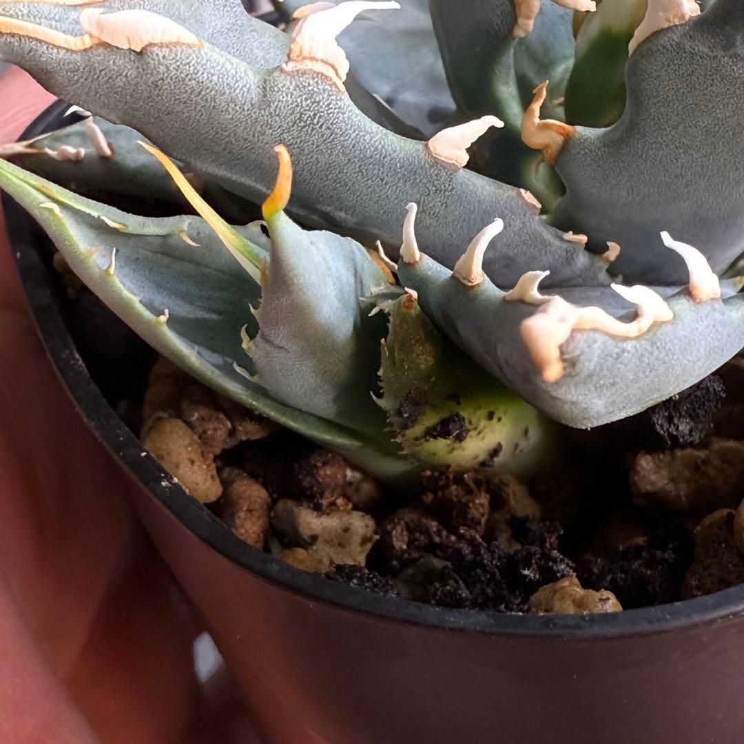 R*r様 子株販売　超陽炎　実生株　ブルー葉　アガベ　ユタエンシス　エボリスピナ