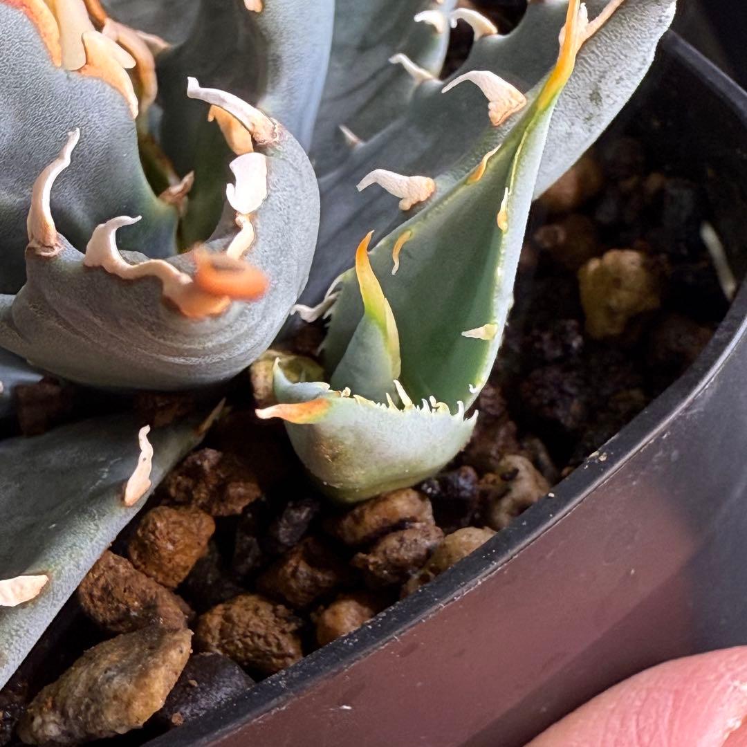 R*r様 子株販売　超陽炎　実生株　ブルー葉　アガベ　ユタエンシス　エボリスピナ