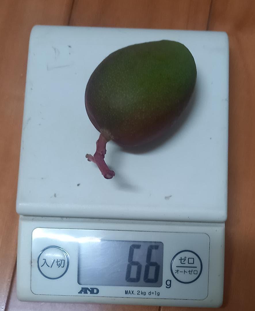 マンゴー+摘果 / 22 kg including box