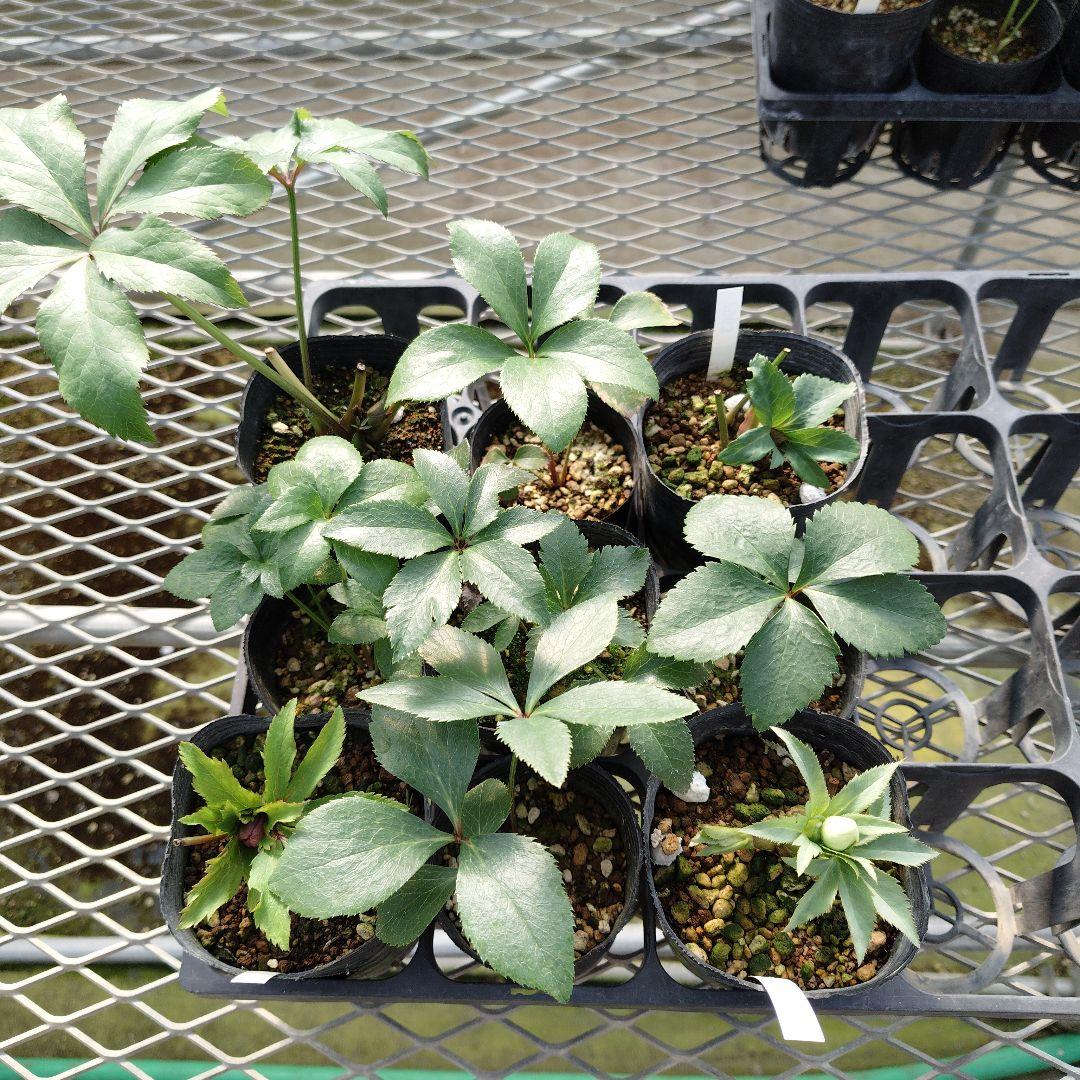 ポンタ　クリスマスローズセット