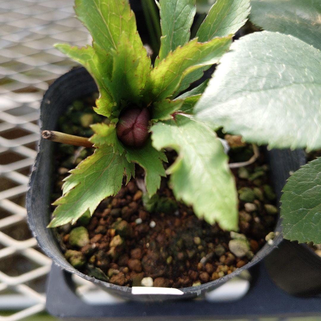 ポンタ　クリスマスローズセット