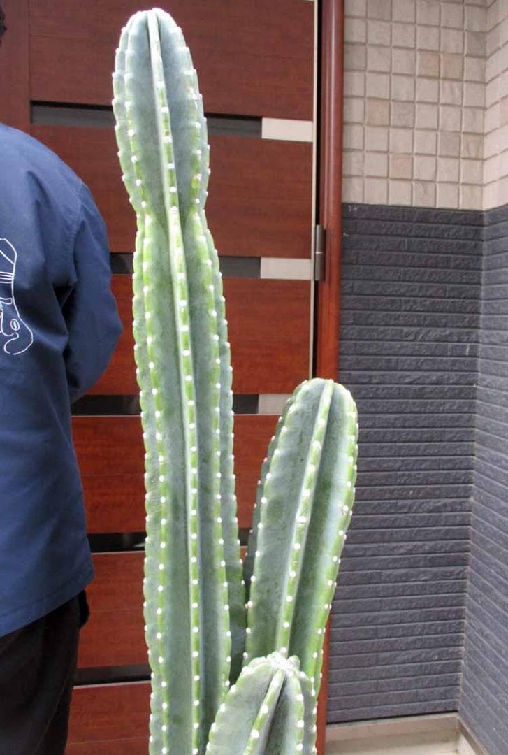 【現品】柱サボテン　10号サイズ　２T番　大型