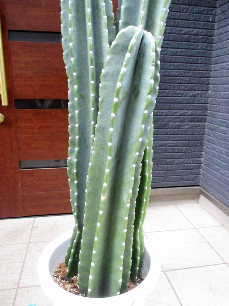 【現品】柱サボテン　10号サイズ　２T番　大型