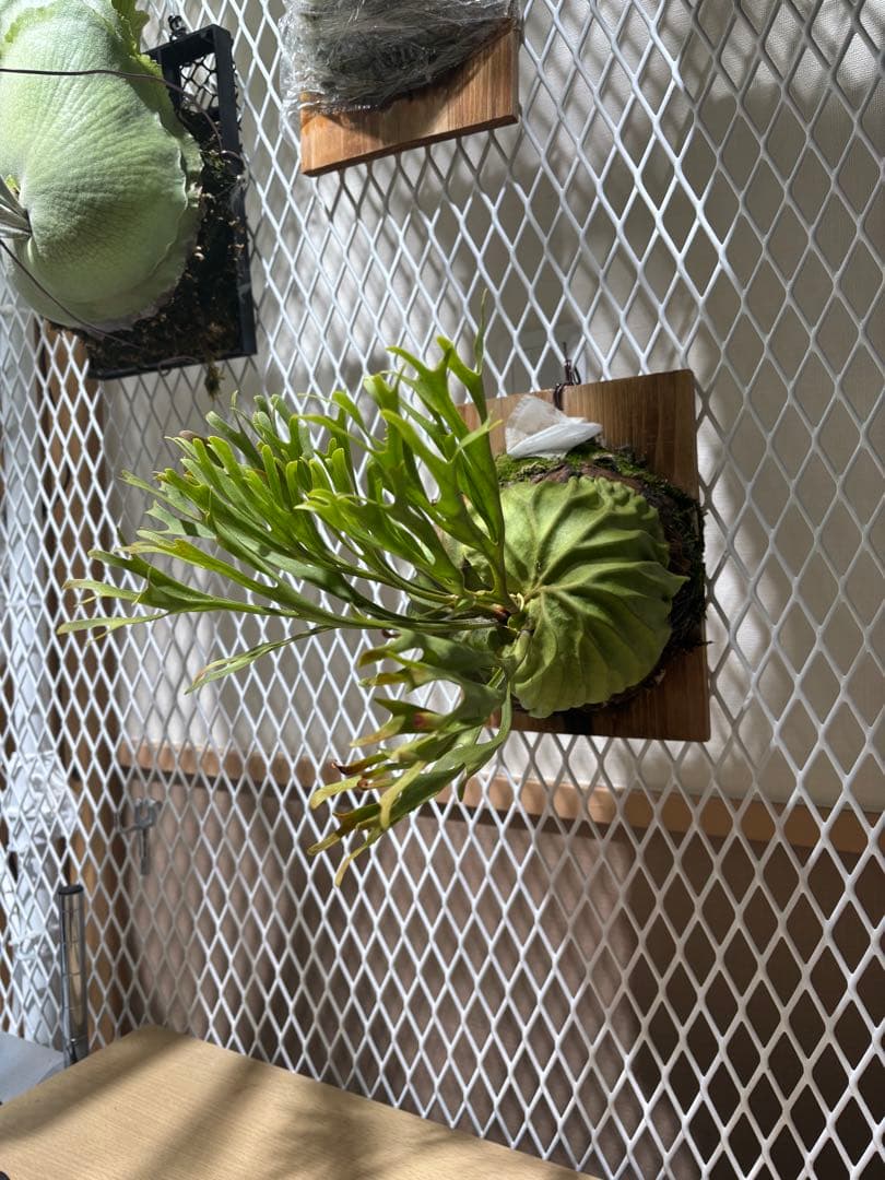 リドレイ　Platycerium ridleyi pakarang 親株サイズ