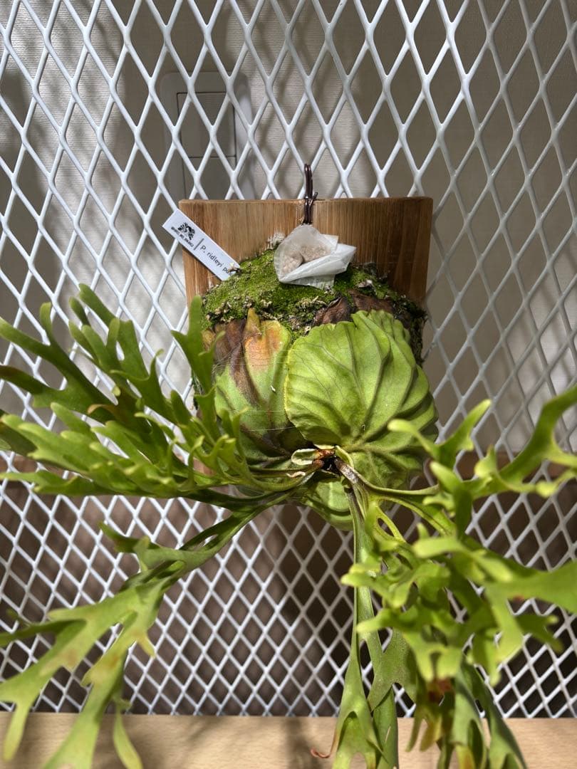 リドレイ　Platycerium ridleyi pakarang 親株サイズ