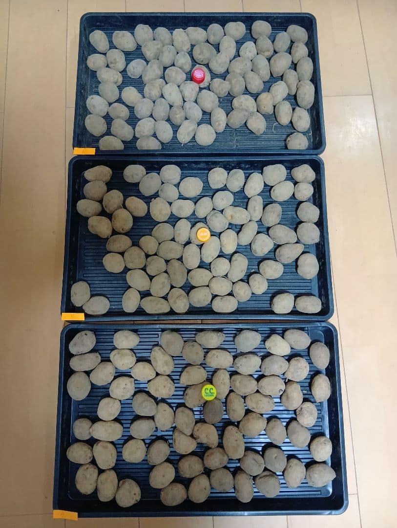 10kg m207 インカのめざめ 種芋