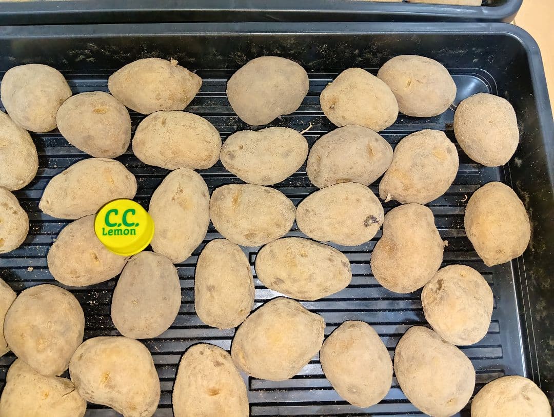 10kg m207 インカのめざめ 種芋