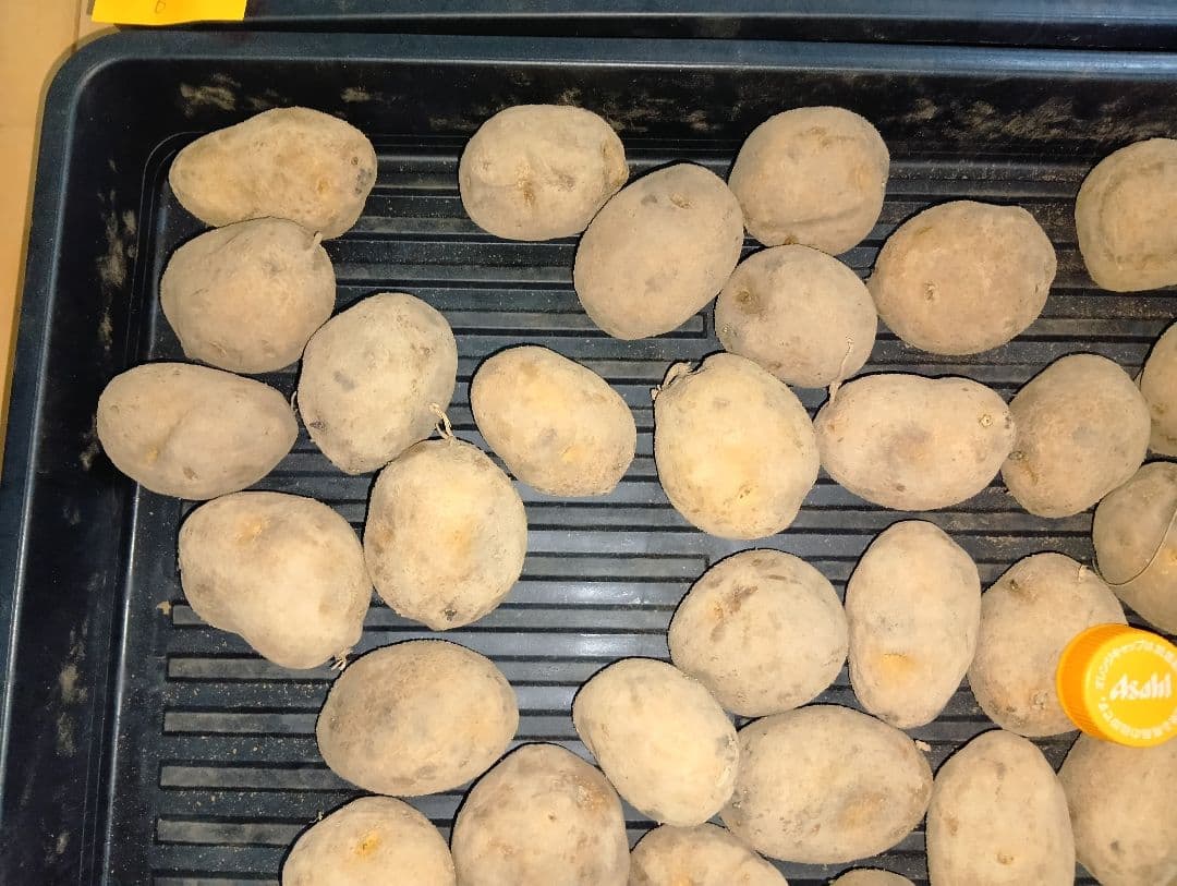 10kg m207 インカのめざめ 種芋