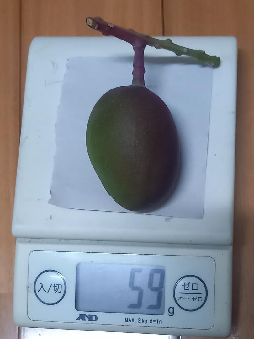 マンゴー+摘果 / 17.5 kg including box