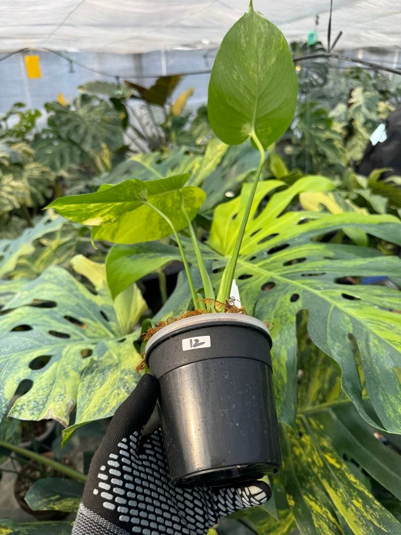 12モンステラ　イエローマリリン　黄斑入り