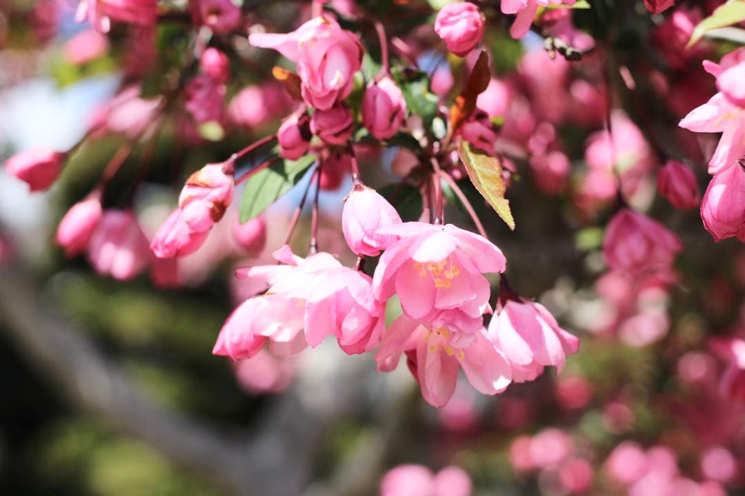 【美品】Canon 単焦点レンズ EF 50mm f1.8 STM