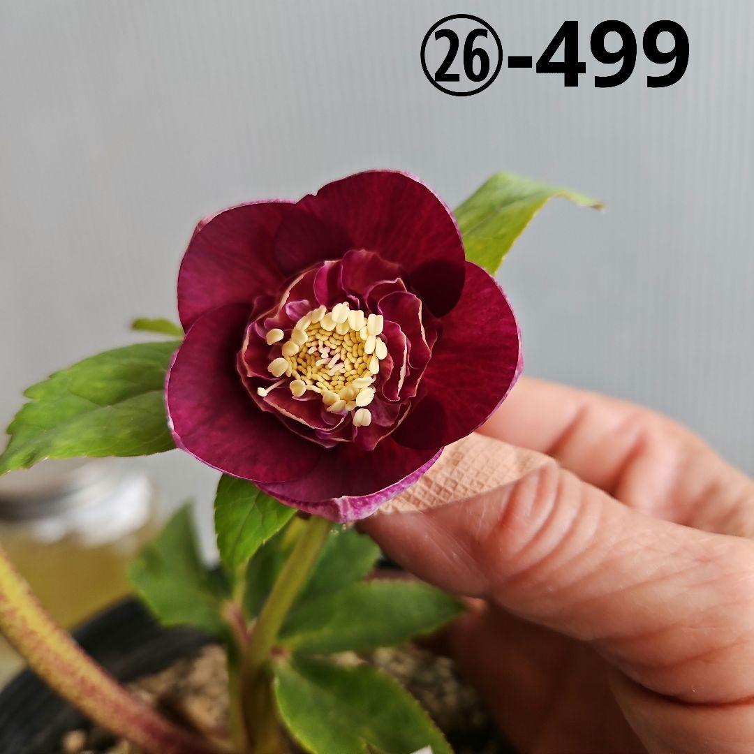 ㉖-499クリスマスローズ