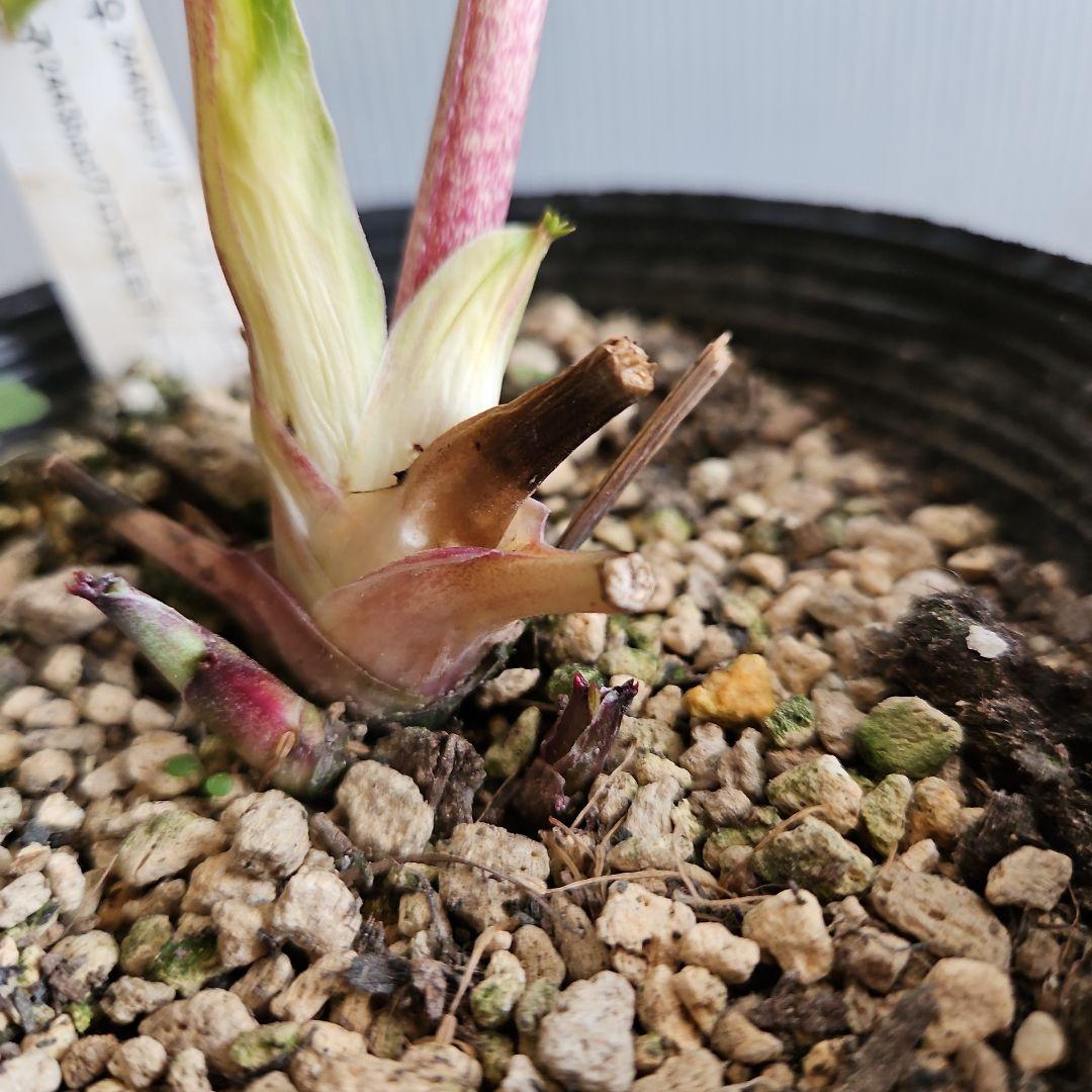 ㉖-499クリスマスローズ