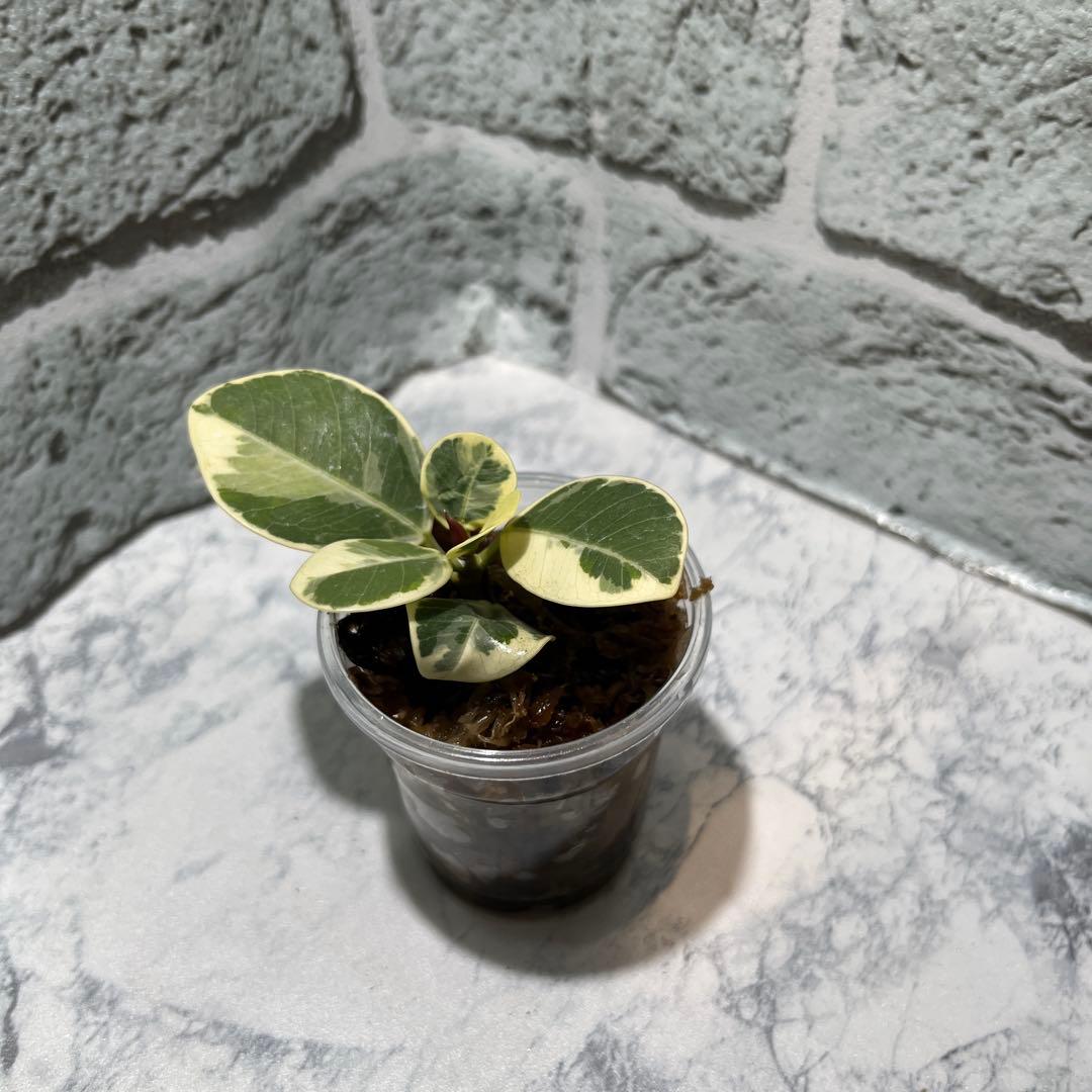 a*u様 パンダガジュマル　斑入り　枝挿し　発根済み