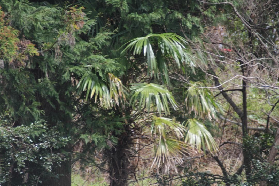 SIGMA APO 170-500mm 5-6.3 EF キャノン用 三脚座付