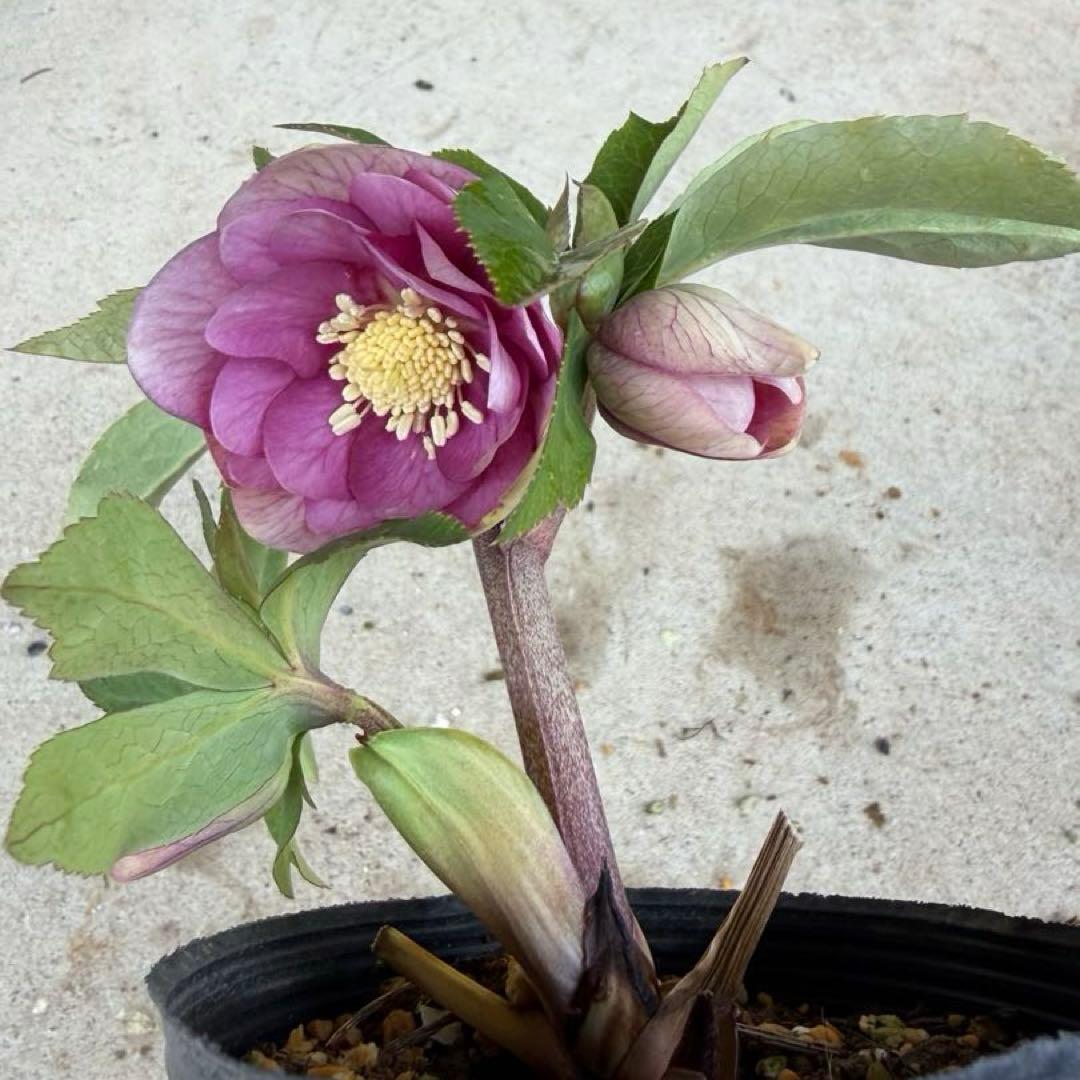 108 クリスマスローズ　開花株