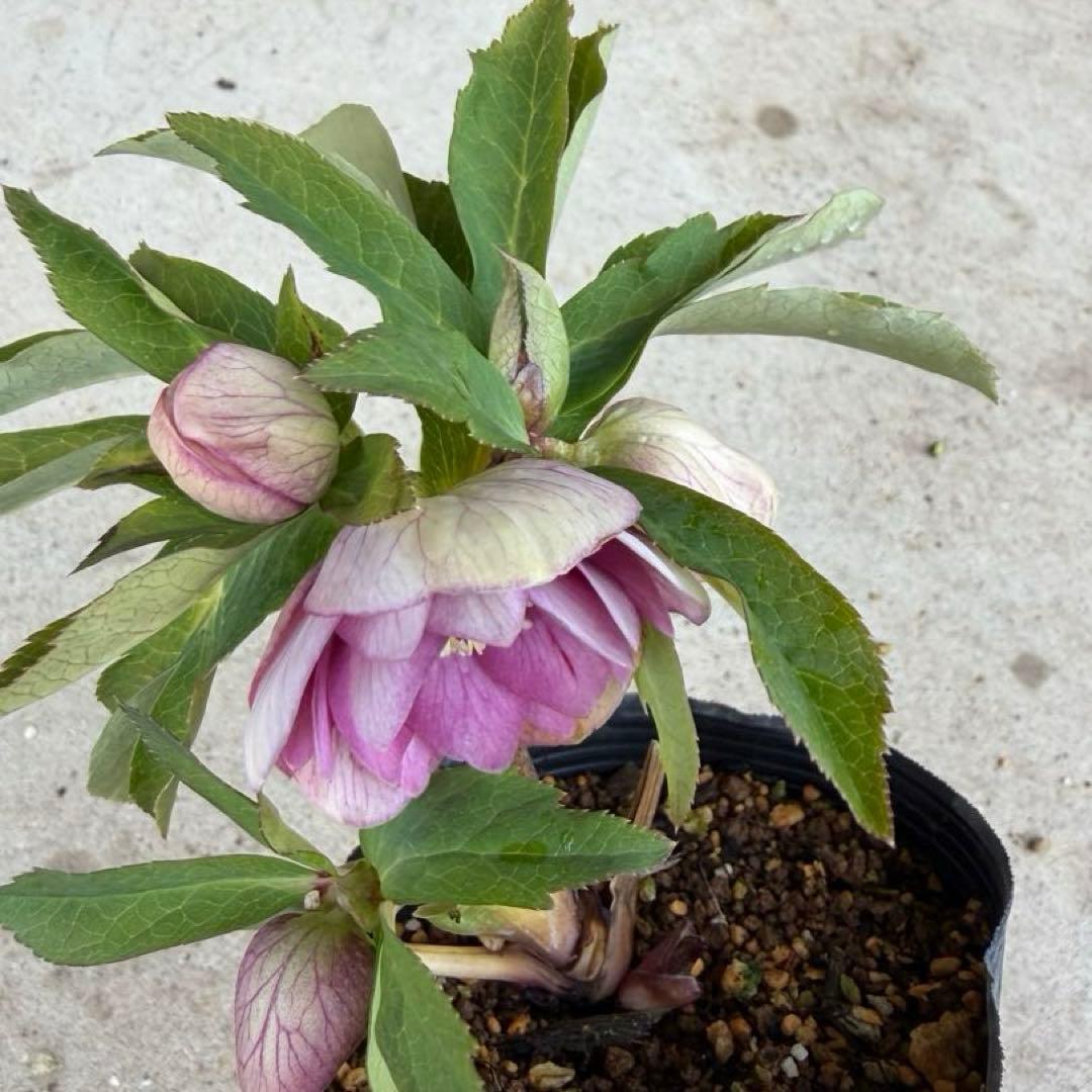 108 クリスマスローズ　開花株