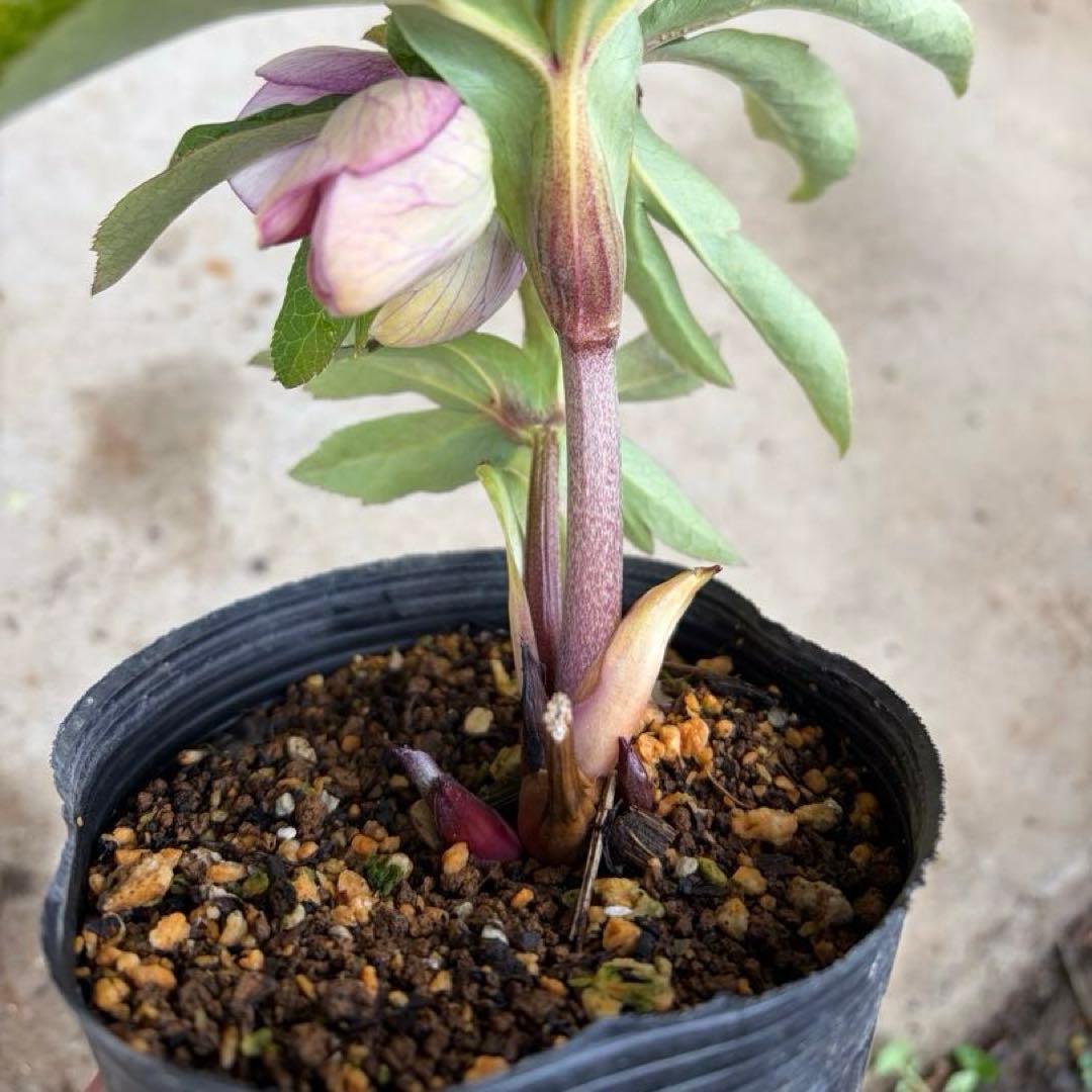 108 クリスマスローズ　開花株