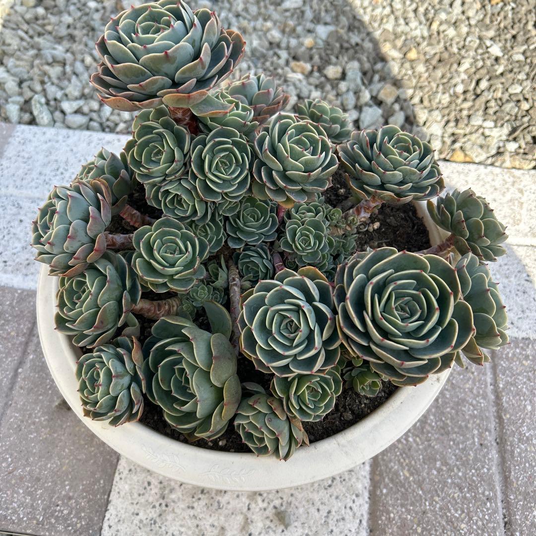 多肉植物 エケベリア 七福神 (鉢付き)