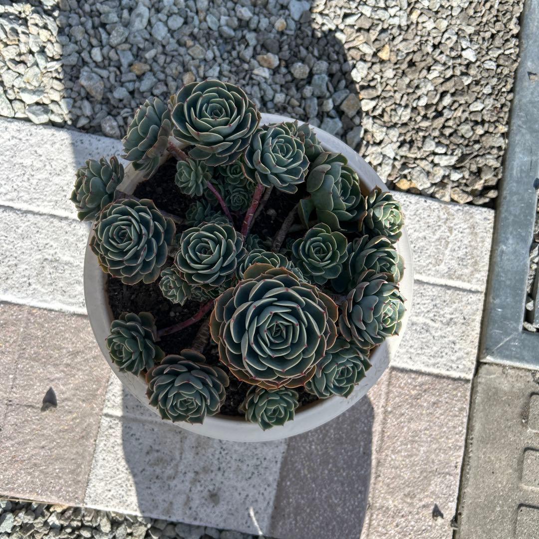 多肉植物 エケベリア 七福神 (鉢付き)