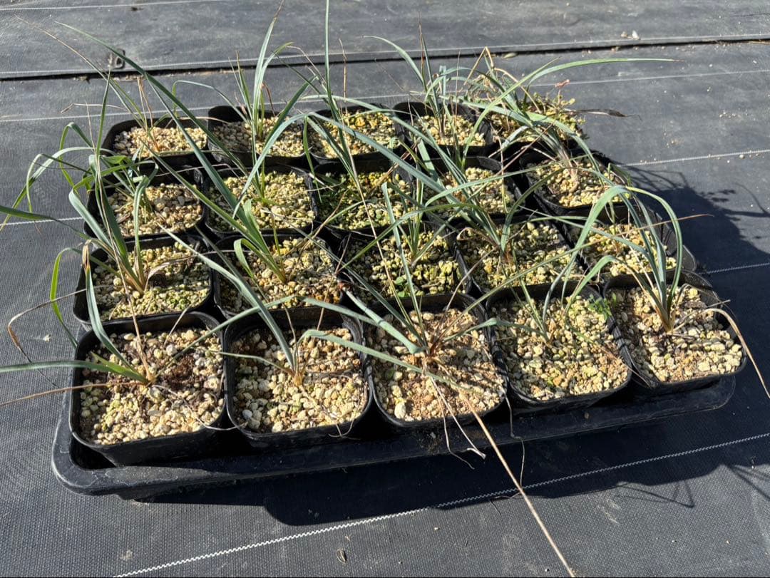 ユッカ ロストラータ 20株セット プレステラ105深鉢