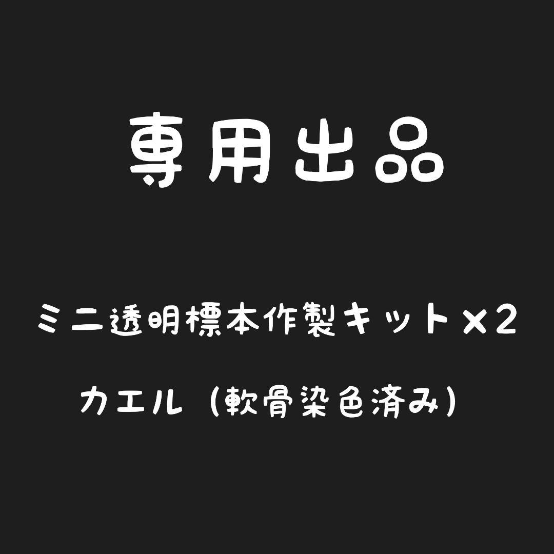 【専用出品】ミニ透明標本作製キット（中級）×2個 軟骨染色済に変更