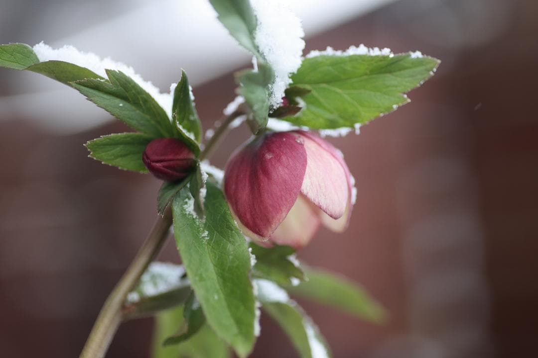 クリスマスローズ 開花株 SDアップル