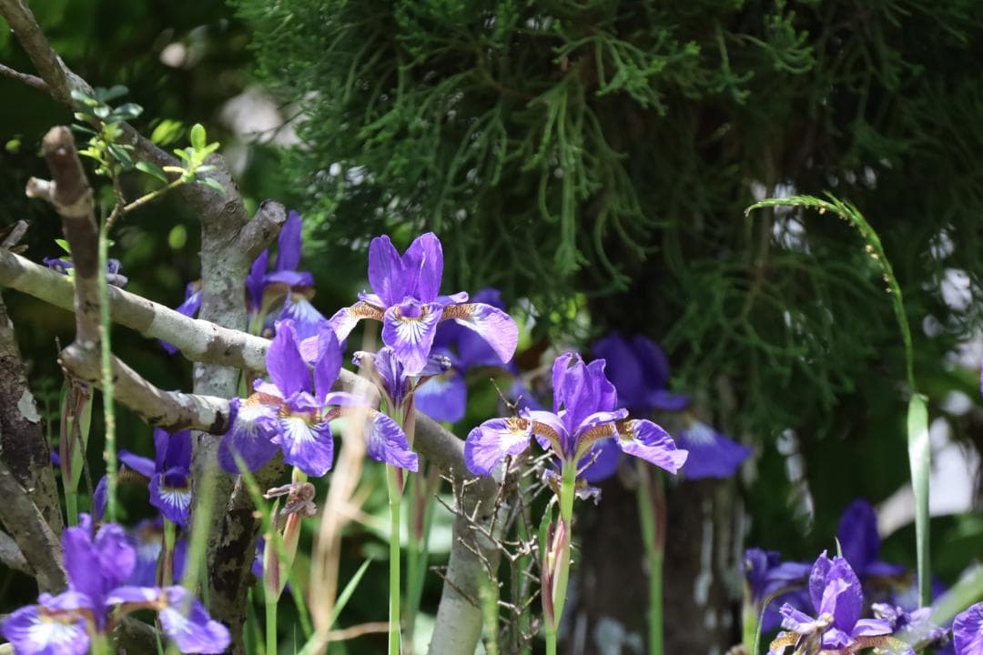デジタルカメラ Canon RF 800mm F11 IS STM