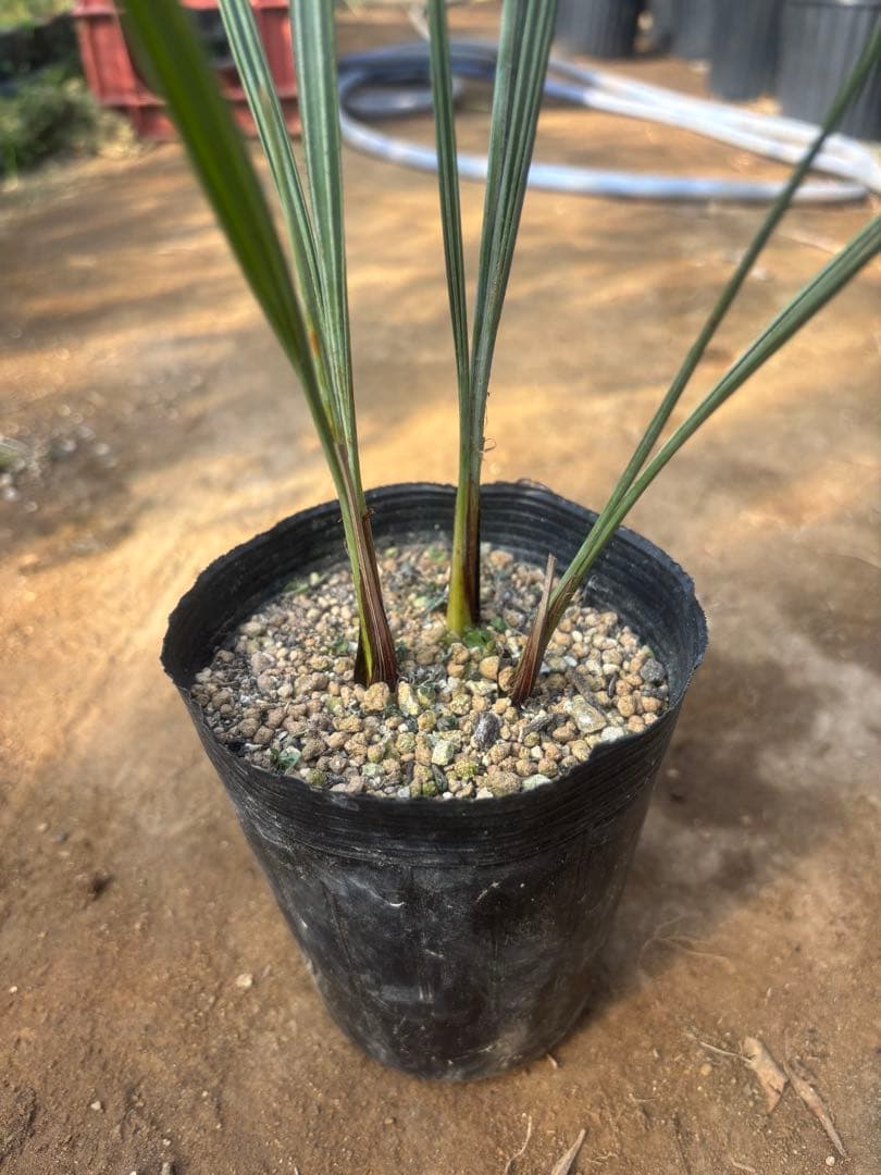 ブラヘア アルマータ 3本セット その2