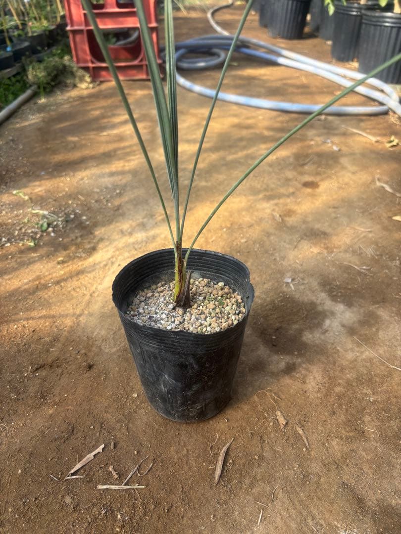 ブラヘア アルマータ 3本セット その2