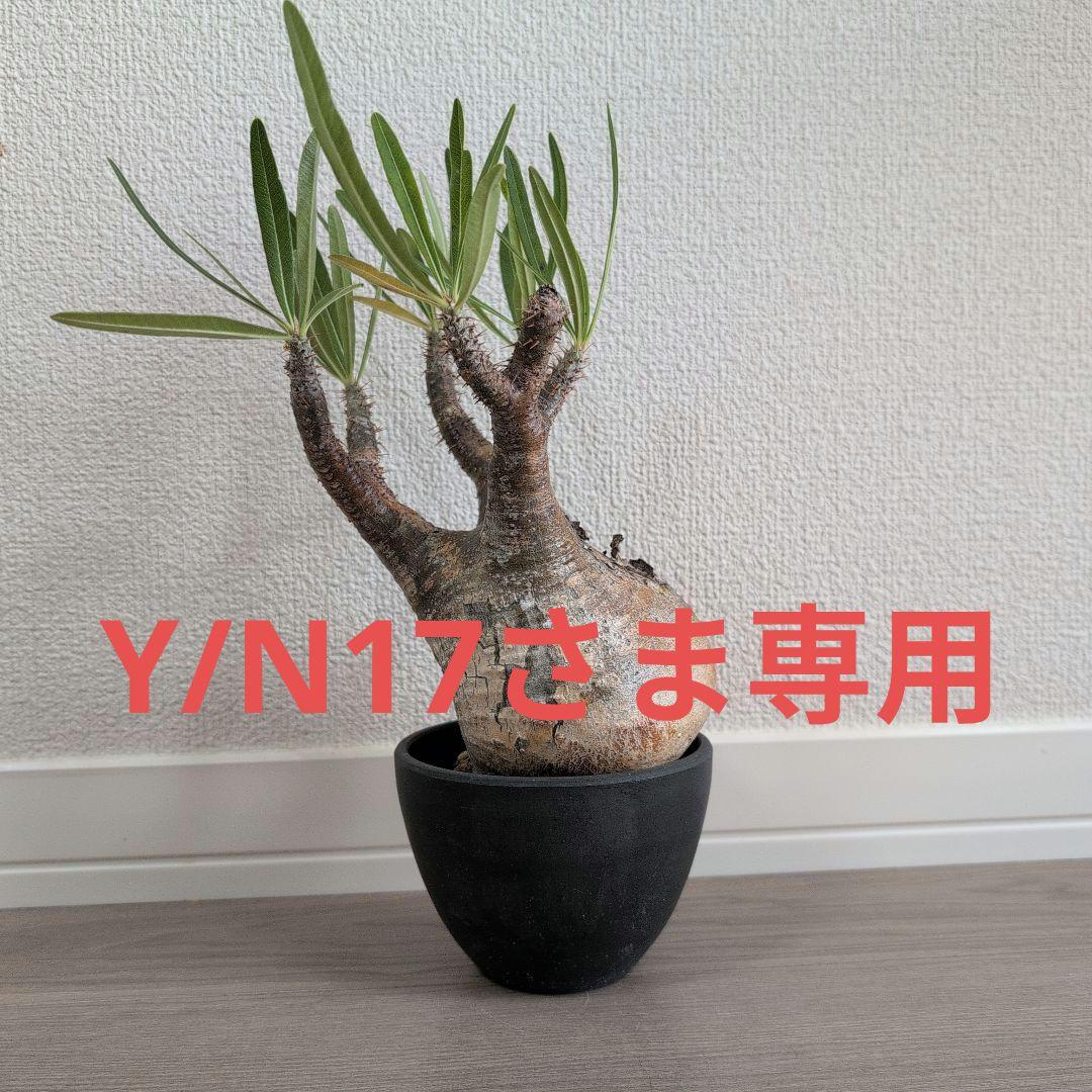 Y/N17　（本日限定）パキポディウム グラキリ