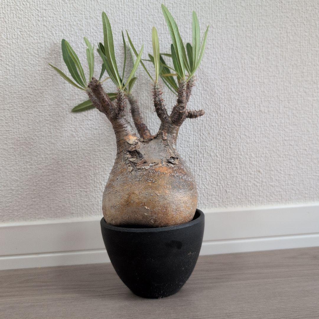 Y/N17　（本日限定）パキポディウム グラキリ