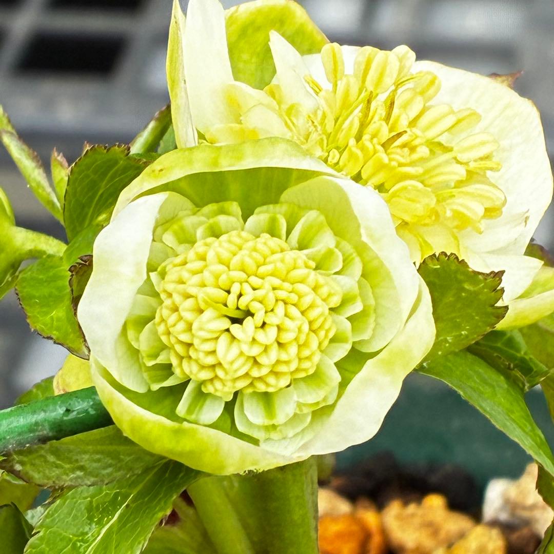 ラ*ク様 3446☘️花タグ付☘️超SD⭐️超小輪⭐️超コンパクト⭐️コロコロ手