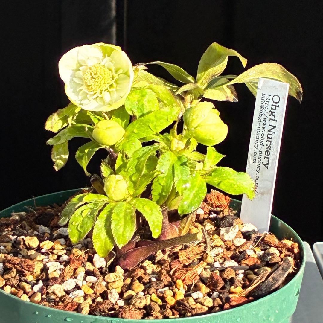 ラ*ク様 3446☘️花タグ付☘️超SD⭐️超小輪⭐️超コンパクト⭐️コロコロ手