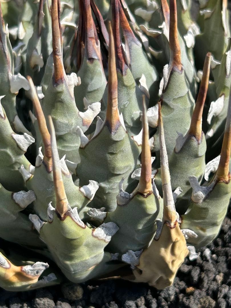 M*3様 現品Agave utahensis eborispina 短葉 極太連