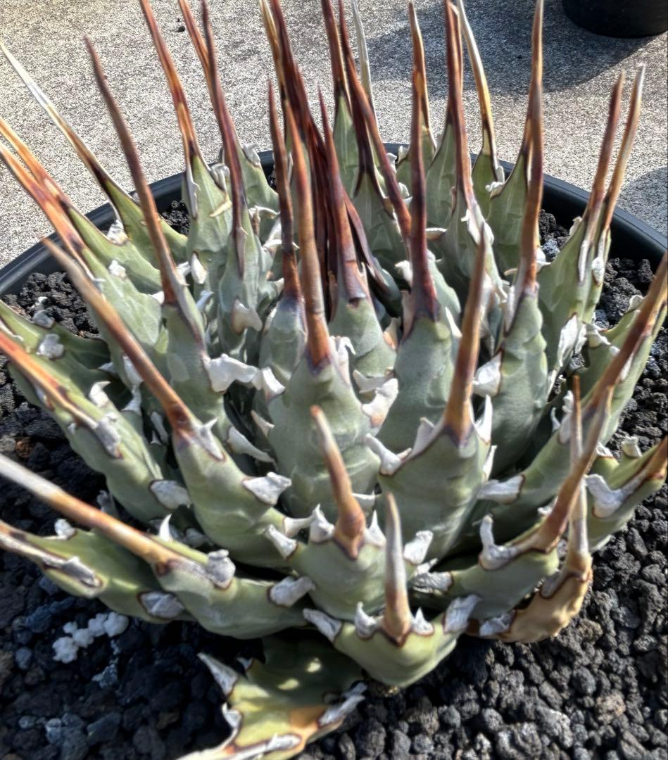 M*3様 現品Agave utahensis eborispina 短葉 極太連