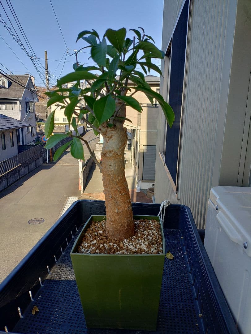 バオバブの木　アダンソニアディギタータ