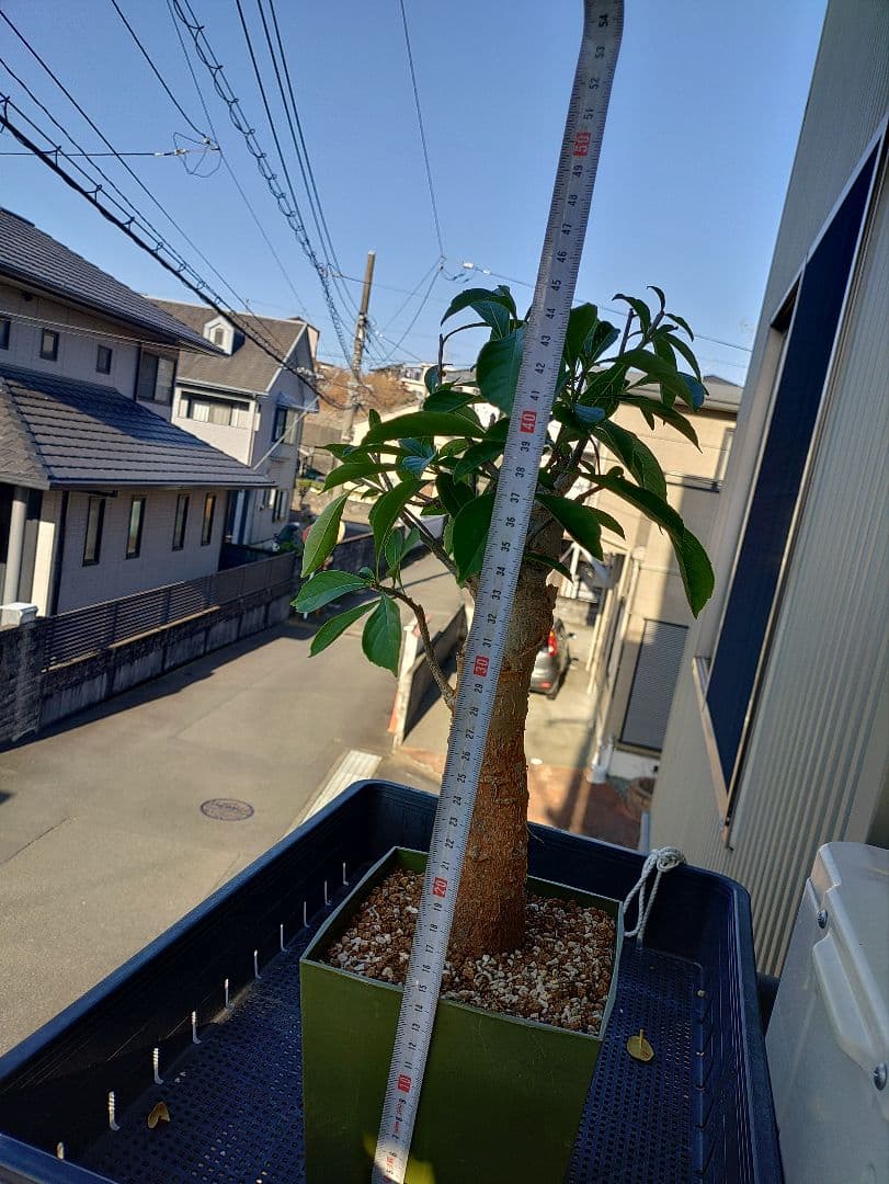 バオバブの木　アダンソニアディギタータ