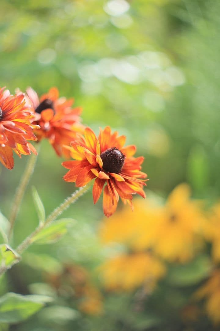 《希少》RICOH AUTO RIKENON 50mm F1.7【光学美品】