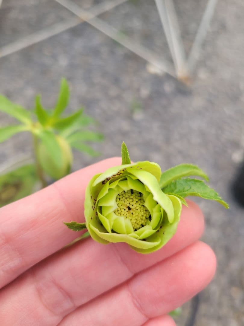 衛*様 クリスマスローズ　グリーンブロッチ　爪白