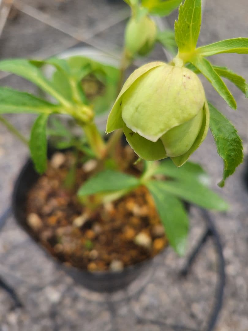 衛*様 クリスマスローズ　グリーンブロッチ　爪白