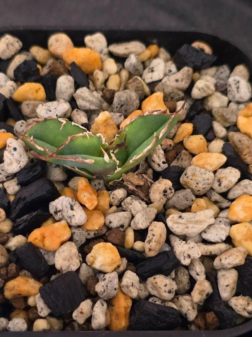 Agave IVORY W.A4 　子株　発根済　訳アリ格安注意事項　ラスト2