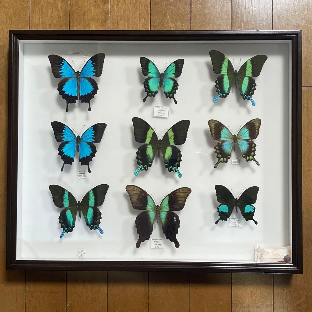 青と黒色のコントラストが美しいアゲハ蝶ドイツ箱入り標本
