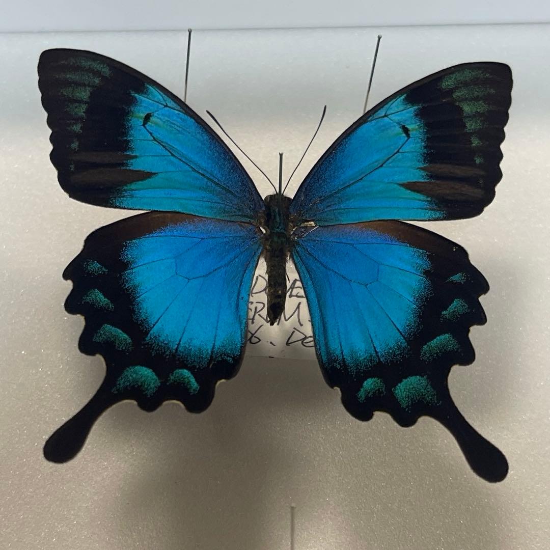 青と黒色のコントラストが美しいアゲハ蝶ドイツ箱入り標本