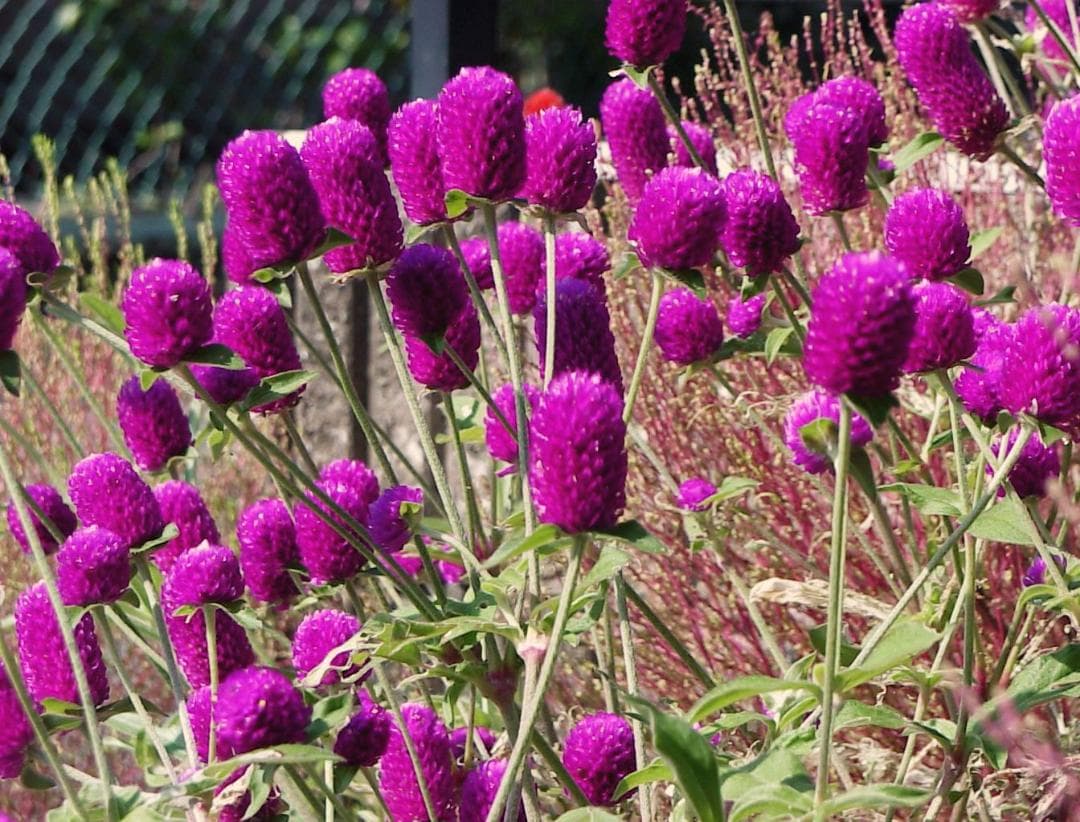 SONY DSC-D700 サイバーショットプロ 付属品付き 中古 動作品